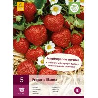 Aardbeienplanten Elsanta - afbeelding 1