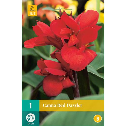 Canna red dazzler - afbeelding 1
