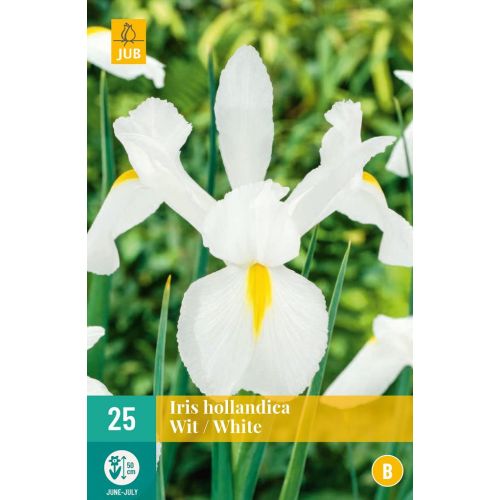 Iris hollandica wit - afbeelding 1
