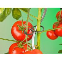 Nature tomatenplantringen - afbeelding 2