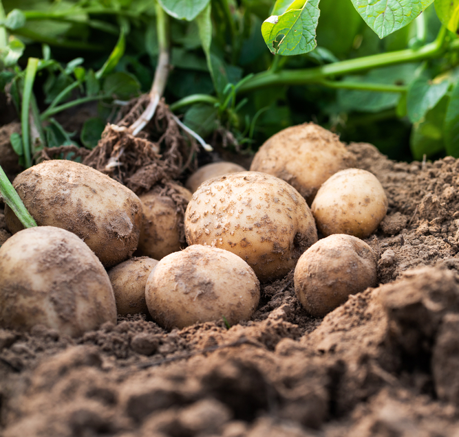 Bollen, inclusief pootgoed, en meer koop je op KoopBloembollen.nl!