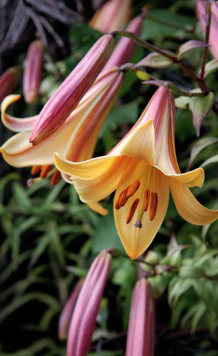 Lelie bloembollen African Queen online kopen doe je op KoopBloembollen.nl!