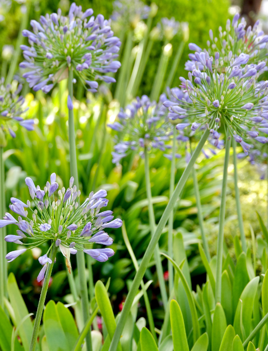 Agapanthus koop je op KoopBloembollen.nl!