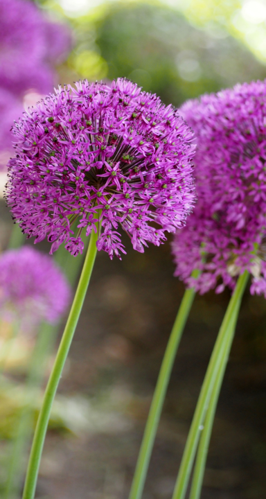 Allium bio bloembollen online kopen | KoopBloembollen.nl