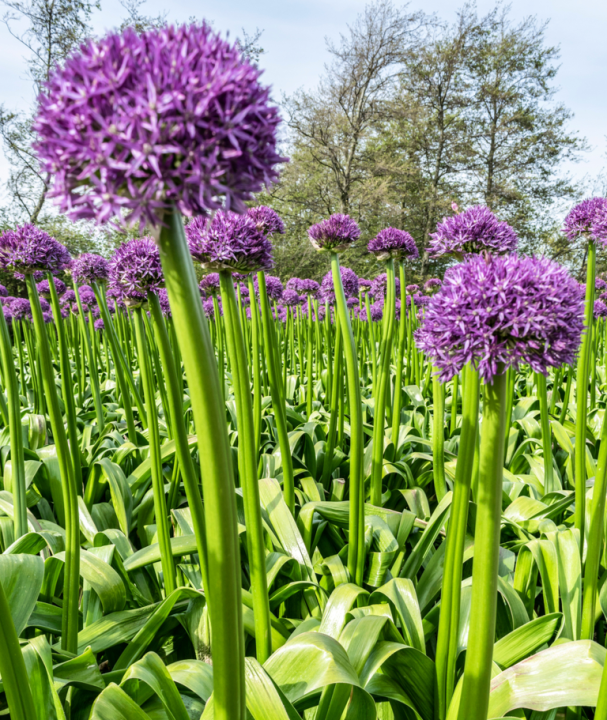 Goedkope allium bloembollen online kopen | KoopBloembollen.nl