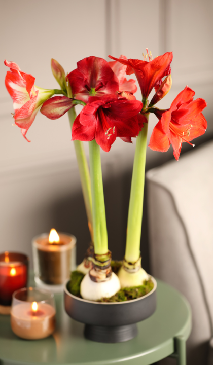 Amaryllis kopen op KoopBloembollen.nl!