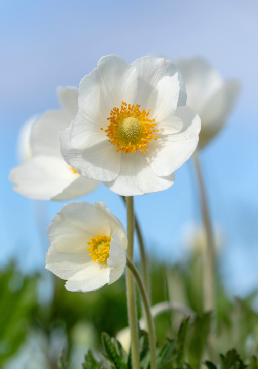 Anemone bloembollen online kopen | KoopBloembollen.nl