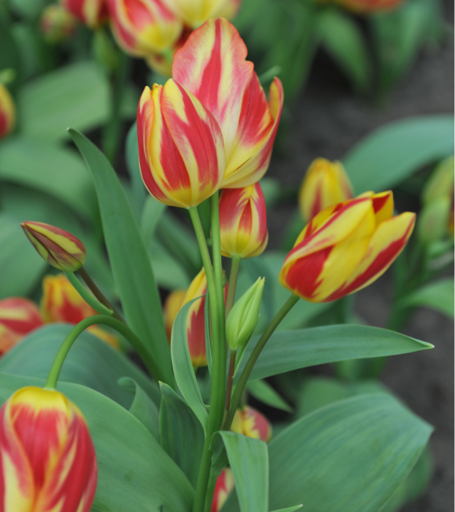 Meerbloemige tulpenbollen online kopen | KoopBloembollen.nl