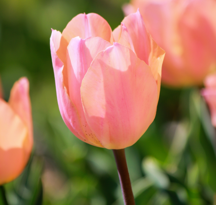 Enkel vroege tulpenbollen kopen | KoopBloembollen.nl