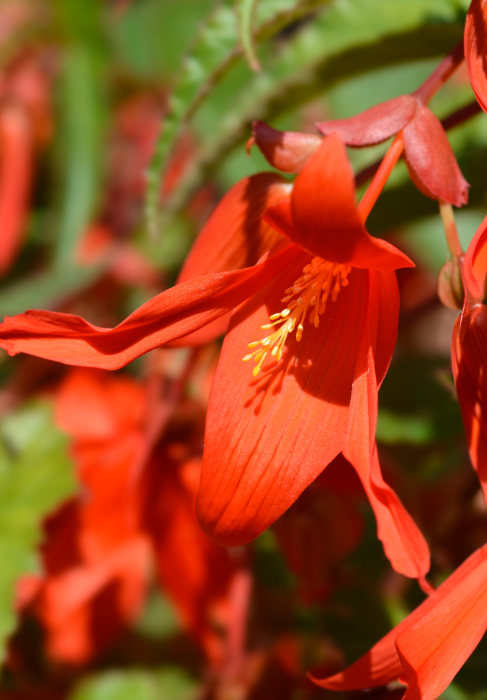 Begonia boliviensis Santa Barbara bloembollen koop je op KoopBloembollen.nl!