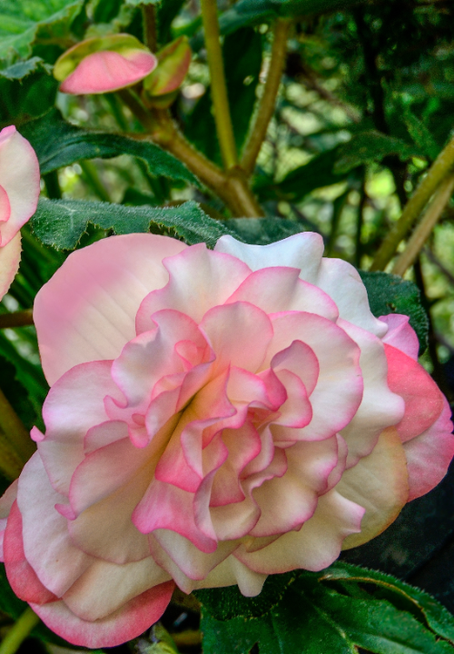 Begonia cascade florence bloembollen koop je op KoopBloembollen.nl!