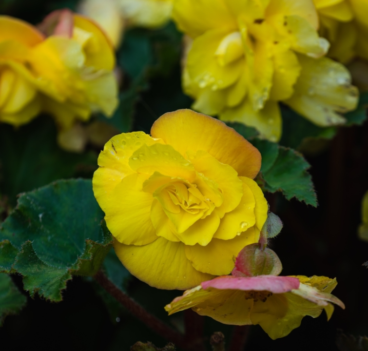 Begonia grandiflora bloembollen koop je op KoopBloembollen.nl!