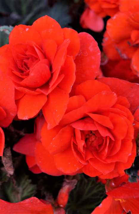 Begonia grandiflora bloembollen koop je op KoopBloembollen.nl!