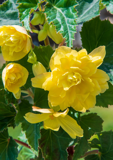Begonia pendula bloembollen koop je op KoopBloembollen.nl!