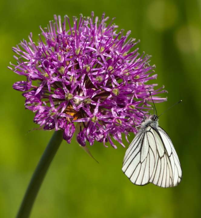 Bijen en vlinder bloembollen online kopen | KoopBloembollen.nl