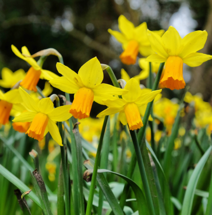 Botanische narcis bloembollen kopen | KoopBloembollen.nl