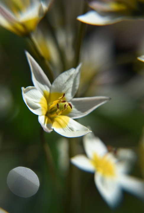 Botanische tulp bloembollen online kopen | KoopBloembollen.nl