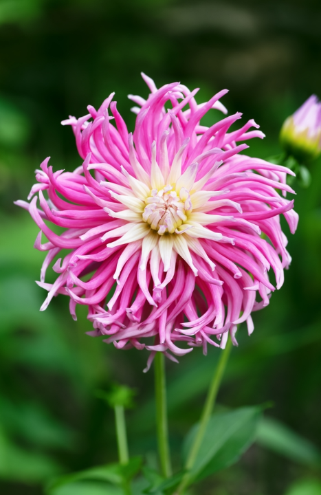 Cactus dahlia's zijn als de sterren van een zomerse tuin. Shop ze op KoopBloembollen.nl!
