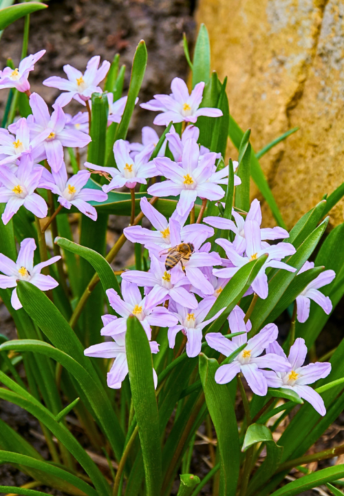 Chionodoxa (sneeuwroem) koop je op KoopBloembollen.nl! Chionodoxa (sneeuwroem) koop je op KoopBloembollen.nl!