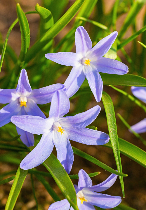 Chionodoxa (sneeuwroem) koop je op KoopBloembollen.nl! Chionodoxa (sneeuwroem) koop je op KoopBloembollen.nl!