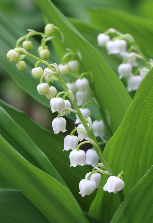 Convallaria bollen koop je op KoopBloembollen.nl!