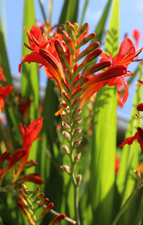 Crocosmia bollen koop je op KoopBloembollen.nl!