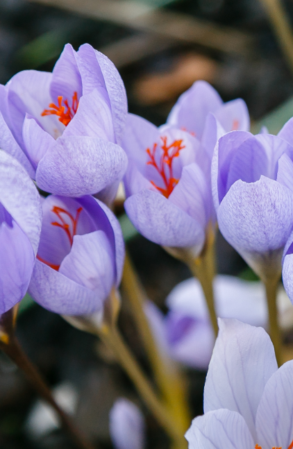 Crocus speciosus bloembollen online kopen | KoopBloembollen.nl