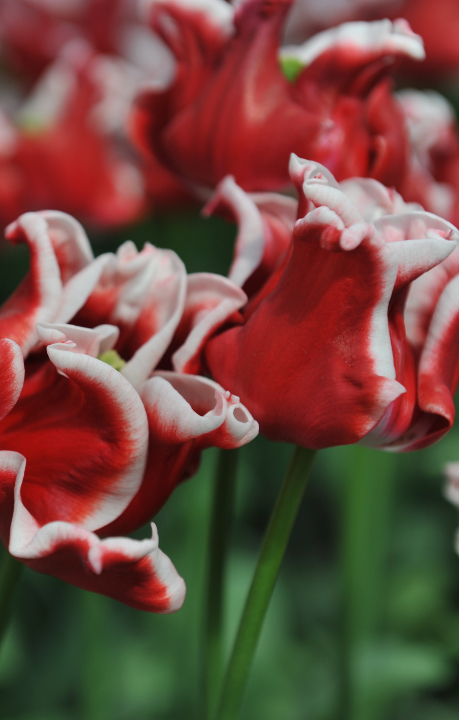 Crown tulpenbollen koop je op KoopBloembollen.nl!