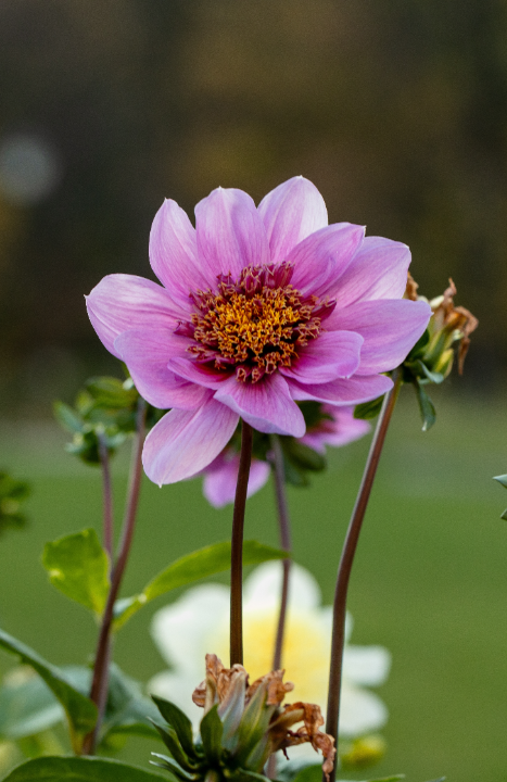 Anemoonbloemige dahlia's zijn als de sterren van een zomerse tuin: charmant, speels en met een vleugje mysterie. Koop ze op KoopBloembollen.nl!