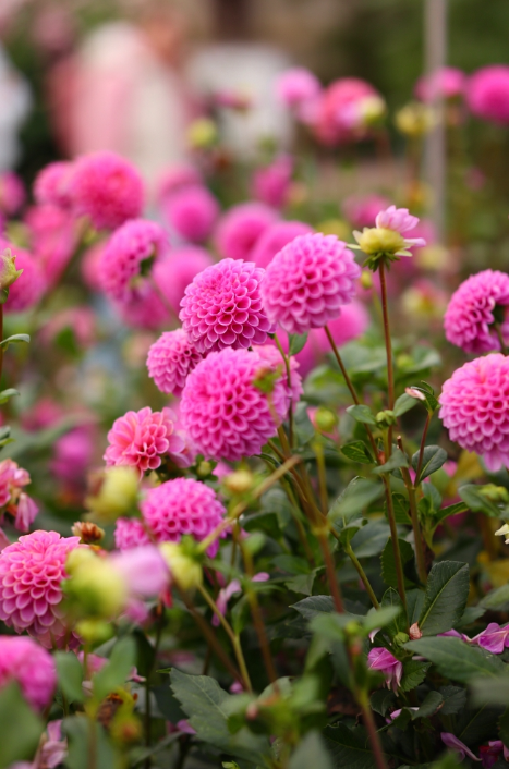 Dahlia bollen koop je op KoopBloembollen.nl!