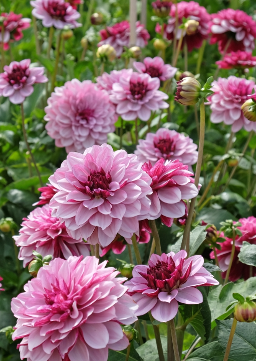 Deze dahlia's zijn als de sterren van jouw tuin. Koop ze op KoopBloembollen.nl!