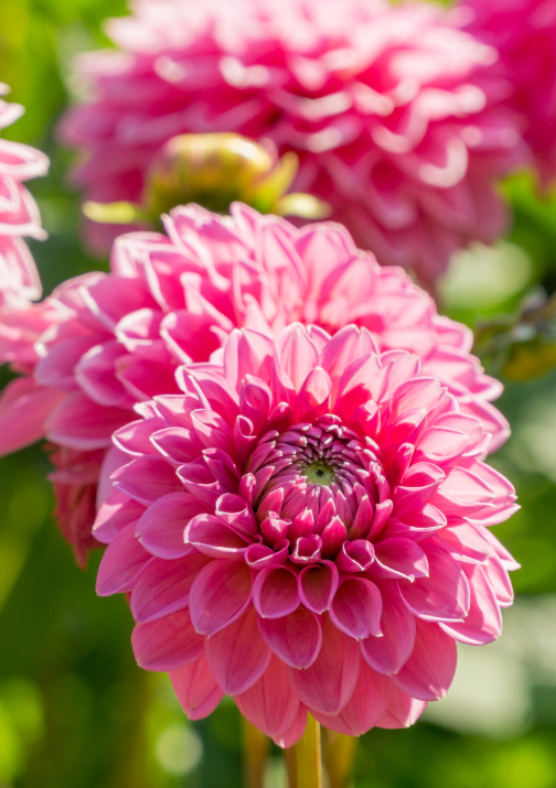 Exclusieve dahlia's koop je op KoopBloembollen.nl!