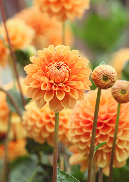 Ball dahlia's zijn als de sterren van een zomerse tuin. Koop ze op KoopBloembollen.nl!