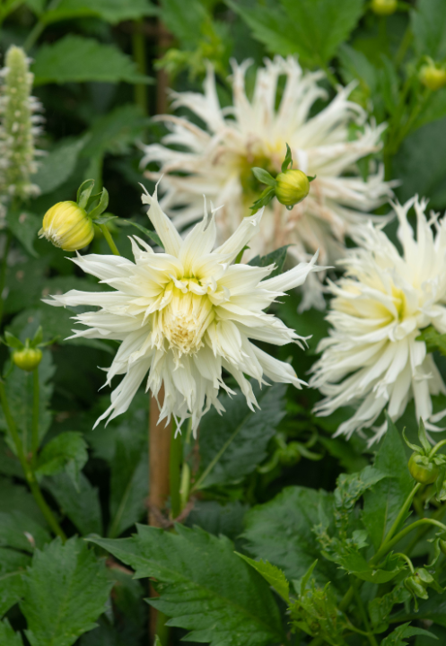 Deze dahlia's zijn als de sterren van jouw tuin. Shop ze op KoopBloembollen.nl!