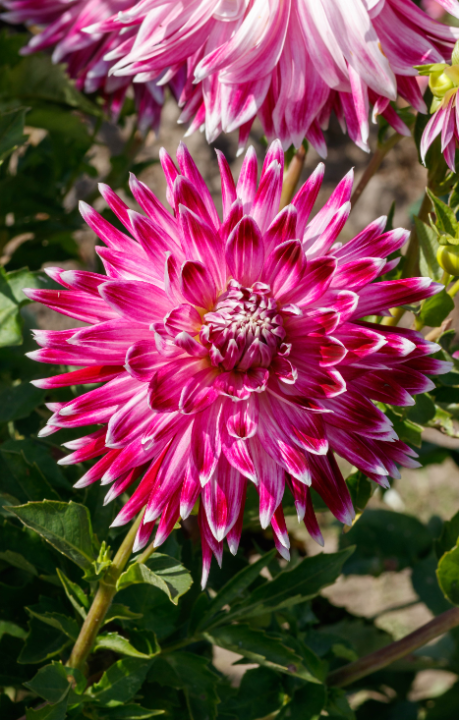 Shop nu grootbloemige dahlia's op KoopBloembollen.nl!