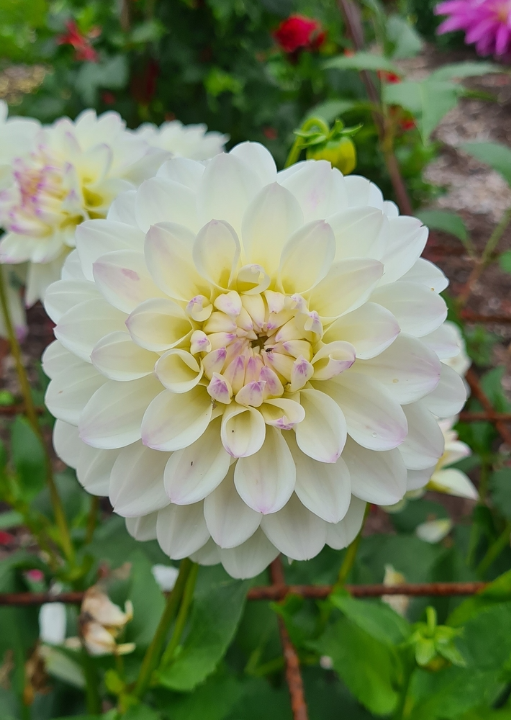 Border dahlia's zijn als de sterren van jouw zomerborder. Koop ze op KoopBloembollen.nl!