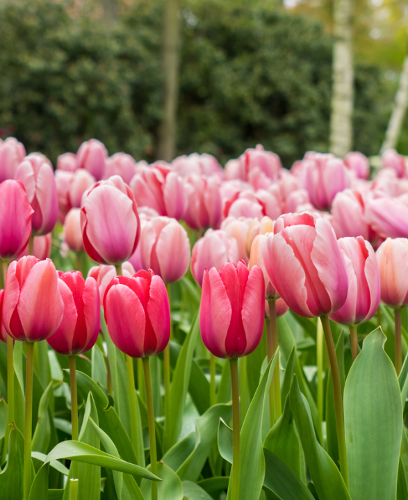 Darwin tulpenbollen kopen | KoopBloembollen.nl