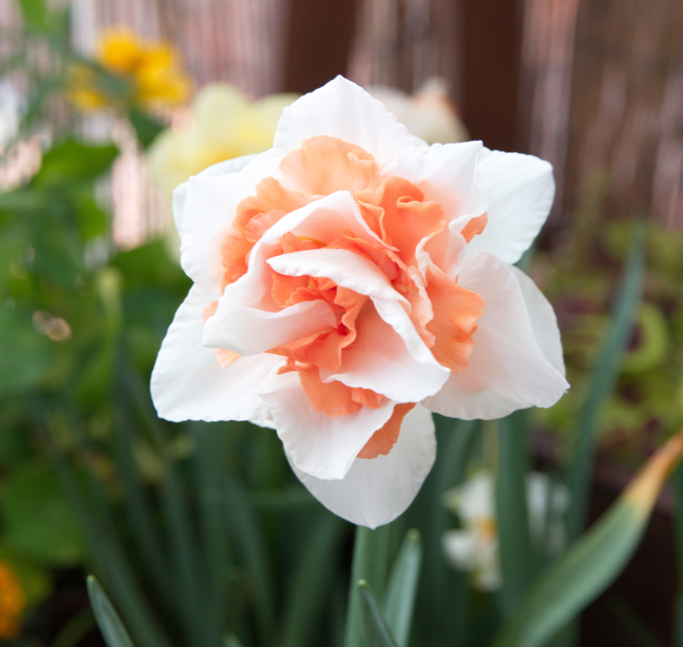 Dubbelbloemige narcisbollen online kopen | KoopBloembollen.nl