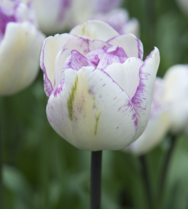 Dubbelbloemige tulpenbollen online kopen | KoopBloembollen.nl