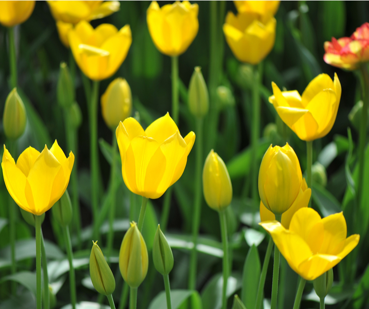 Enkel late tulpenbollen kopen | KoopBloembollen.nl