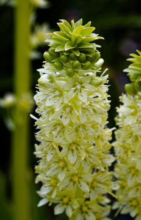 Eucomis bollen koop je op KoopBloembollen.nl!