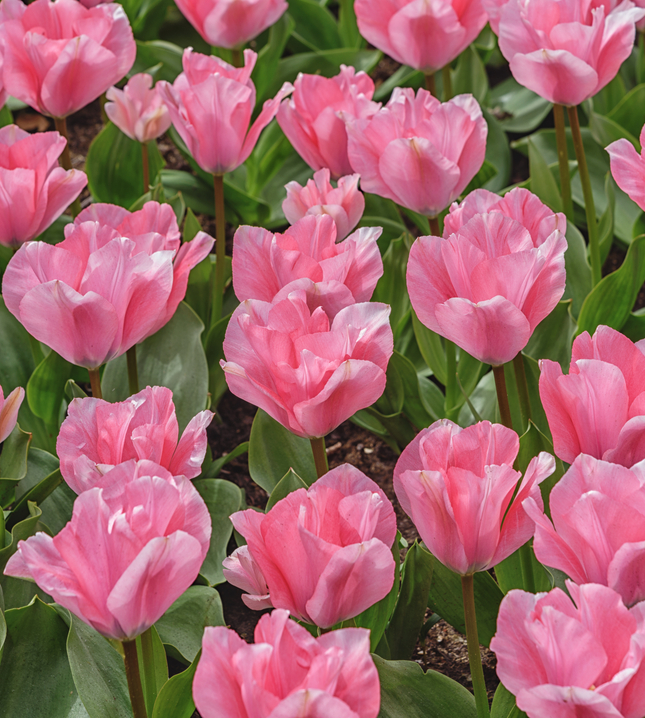 Fosteriana tulpenbollen online kopen | KoopBloembollen.nl