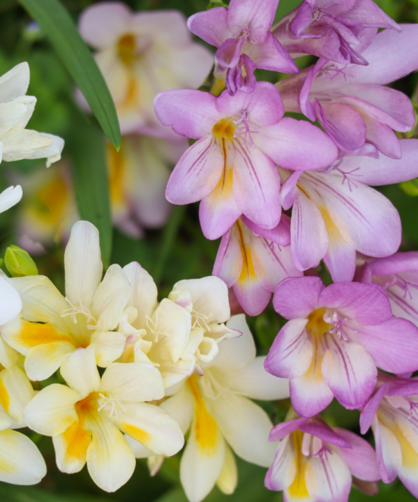 Freesia bloembollen online kopen | KoopBloembollen.nl