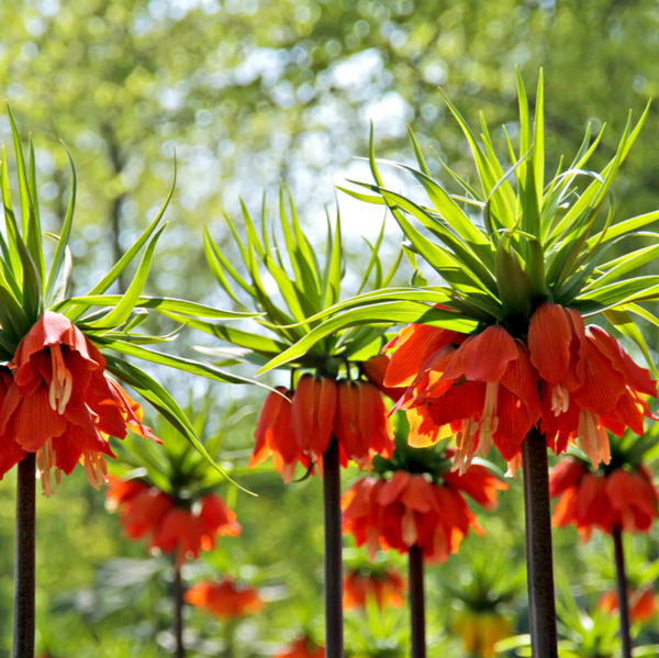 Fritillaria imperialis (Keizerskroon) bloembollen online kopen | KoopBloembollen.nl