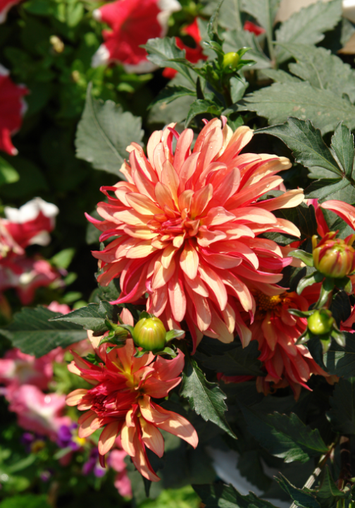 Gallery dahlia's zijn als de sterren van jouw zomerborder. Koop ze op KoopBloembollen.nl!