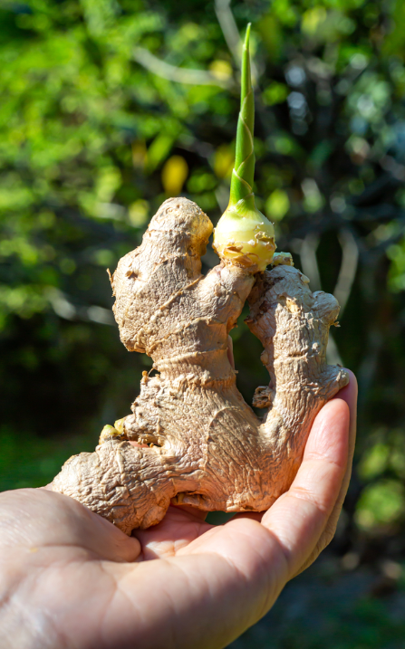 Diverse groentesoorten koop je op KoopBloembollen.nl! Diverse groentesoorten koop je op KoopBloembollen.nl!