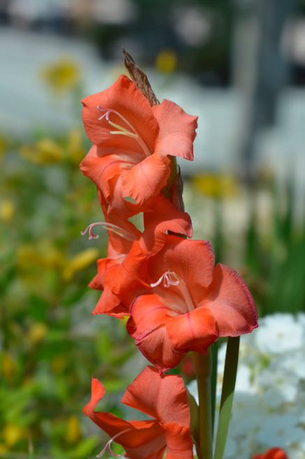 Gladiolus bollen koop je op KoopBloembollen.nl!