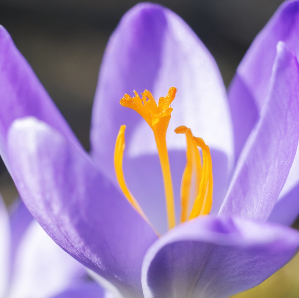 Goedkope krokus bloembollen online kopen | KoopBloembollen.nl