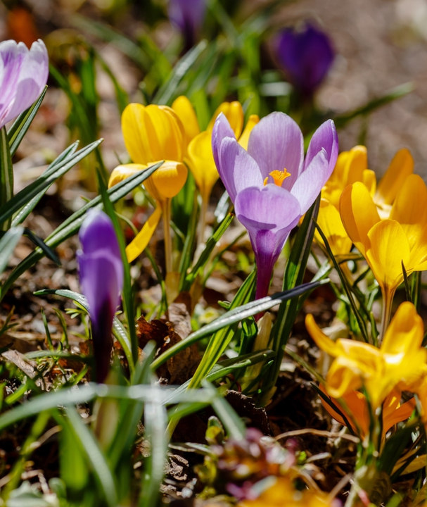 Goedkope krokus bloembollen online kopen | KoopBloembollen.nl