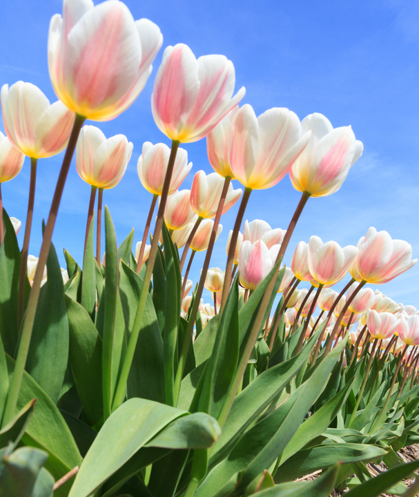 Goedkope tulpen bloembollen online kopen | KoopBloembollen.nl